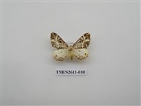 藏品(尺蛾128)的圖片